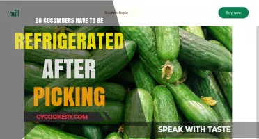 Should You Refrigerate Cucumbers After Picking? Freshness Tips Revealed