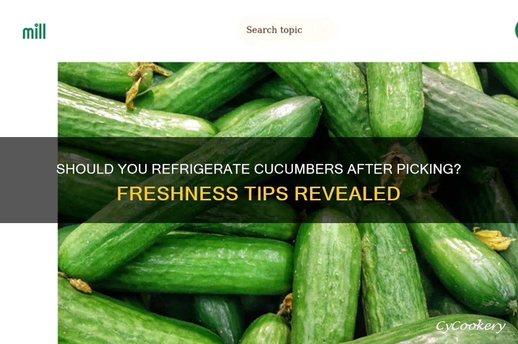do cucumbers have to be refrigerated after picking