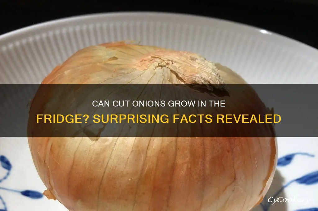 do cut onions grow in the refrigerator