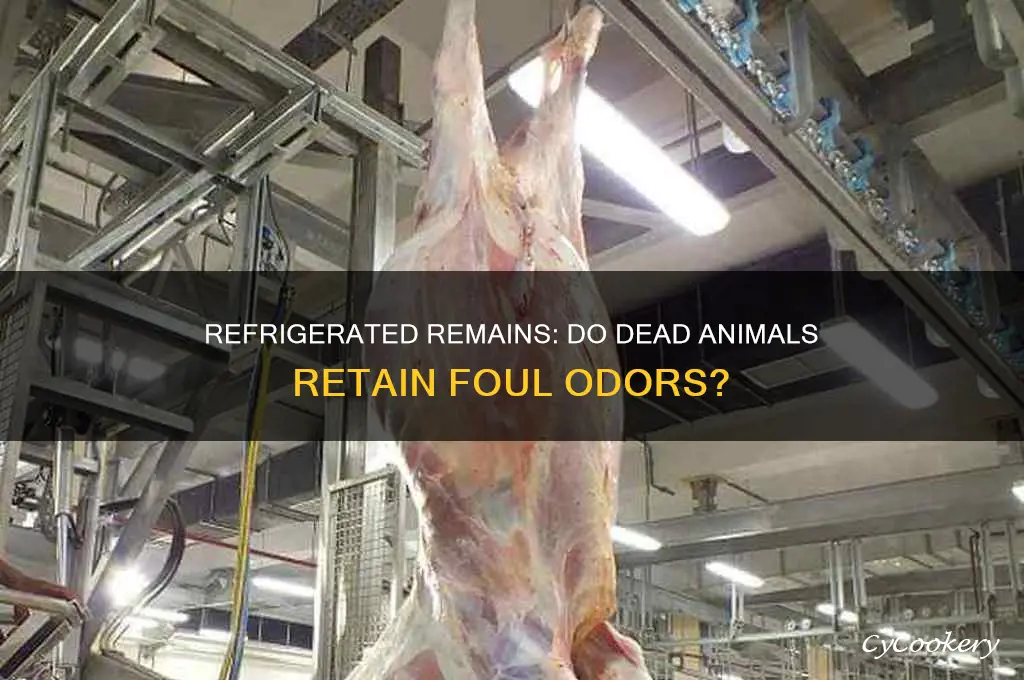do dead animals smell bad if they