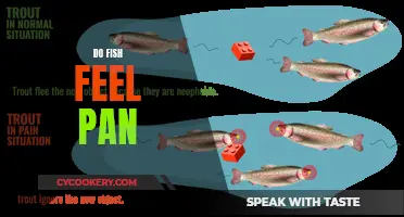 Do Fish Feel Pain? Understanding Fish Senses