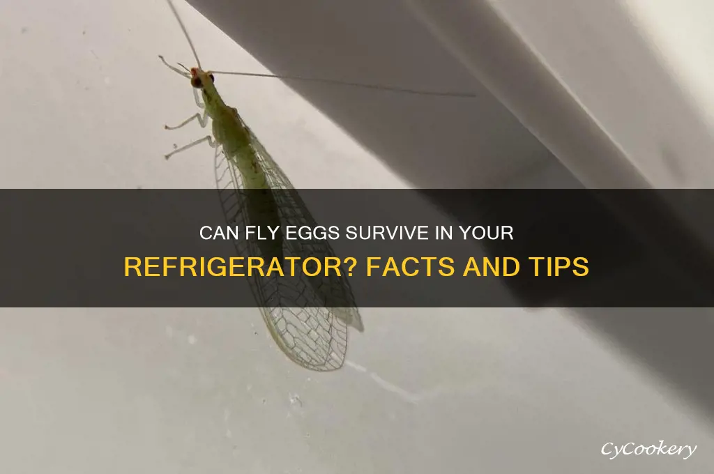 do fly eggs doe in the refrigerator