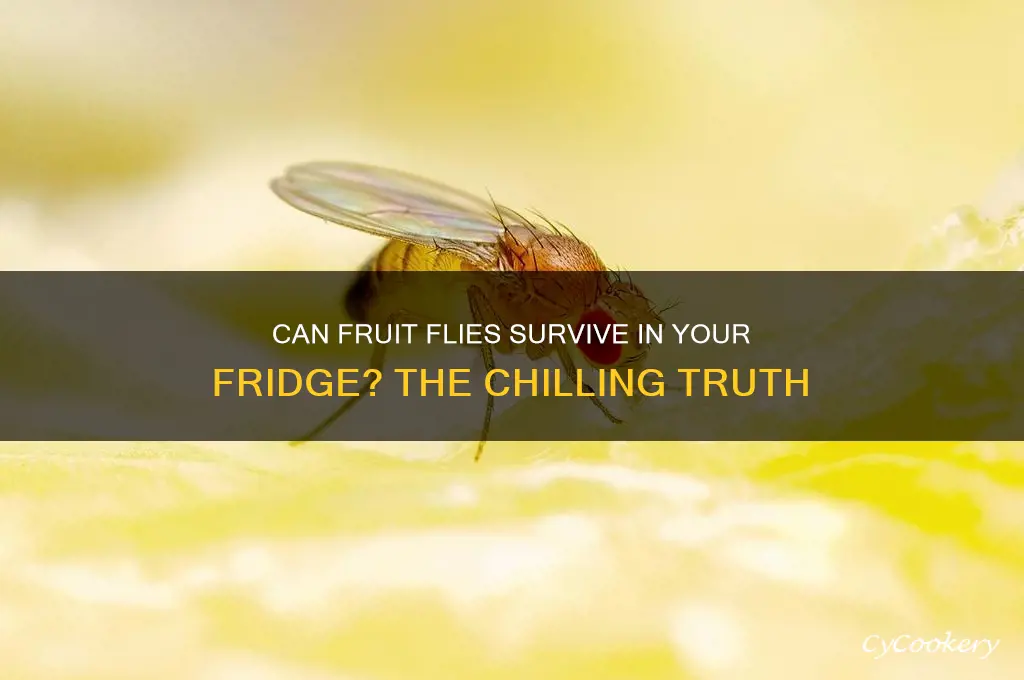 do fruit flies die in the refrigerator