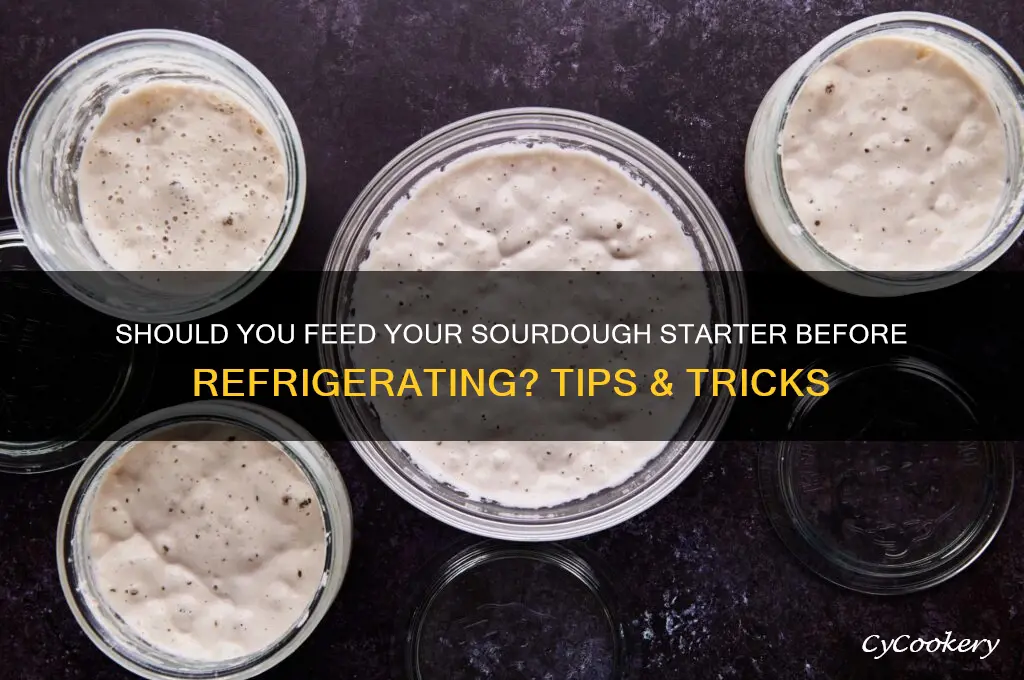 do i feed my starter before refrigerating
