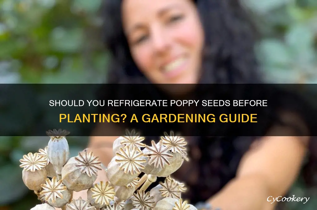 do i nedd to refrigerate poppy seeds before planting