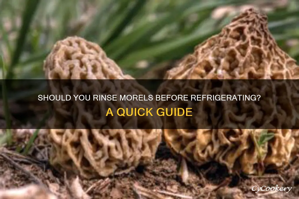 do i rinse morels before putting them in refrigerator