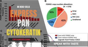 K562 Cells: Cytokeratin Expression and Implications