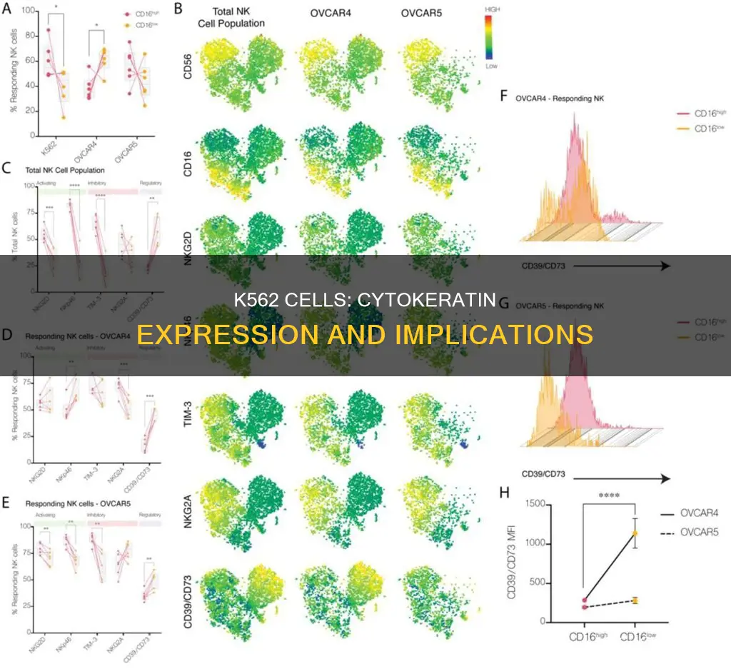 do k562 cells express pan cytokeratin