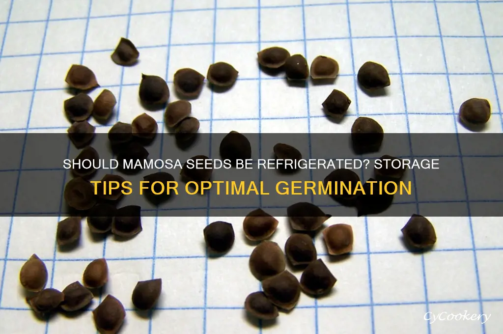 do mamosa seeds have to be refrigerated