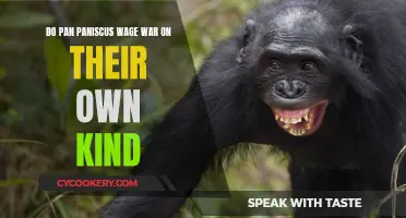 Bonobo Warfare: Do Pan paniscus Wage War?