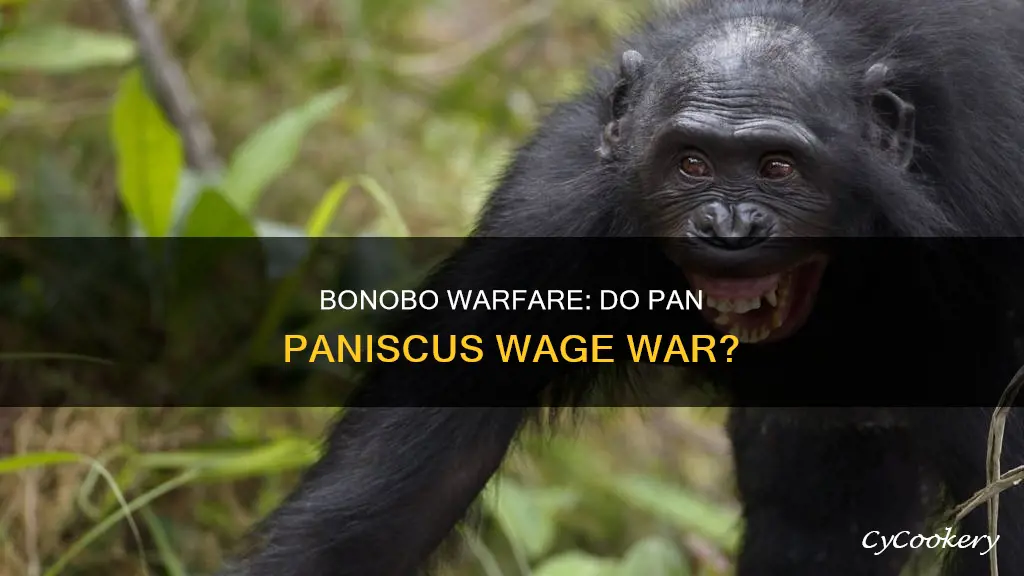 do pan paniscus wage war on their own kind