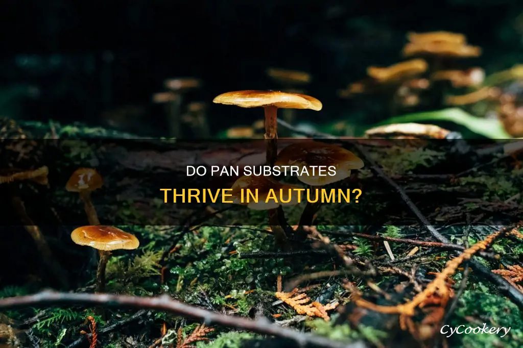 do pan subbs grow in fall