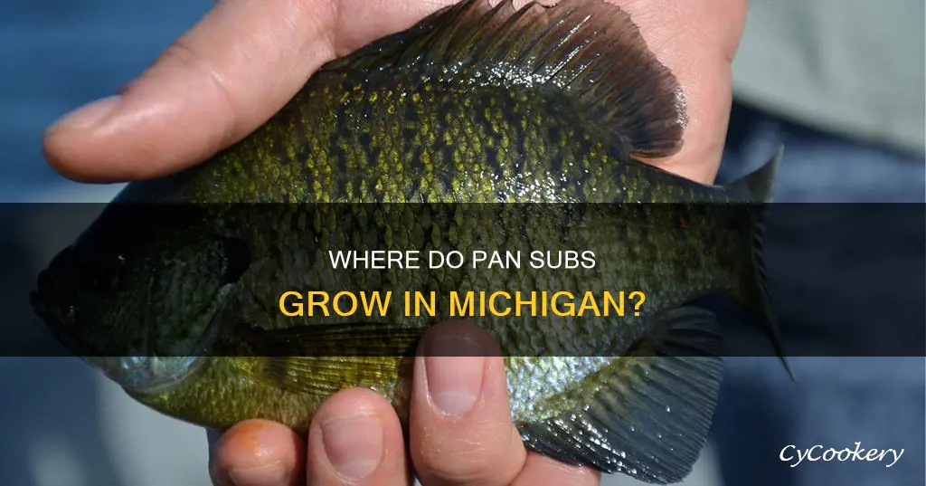 do pan subs grow in Michigan