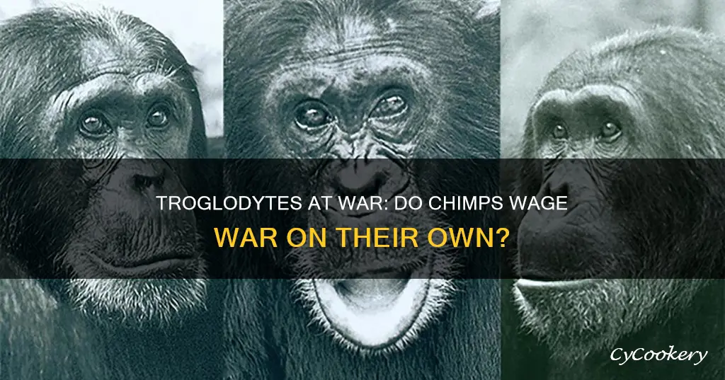do pan troglodytes wage war on their own kind