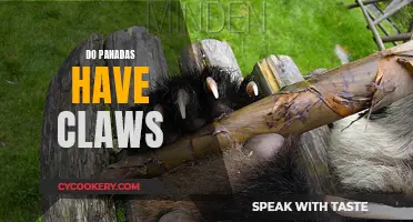 The Mystery of Panda Claws: Do They Have Them?