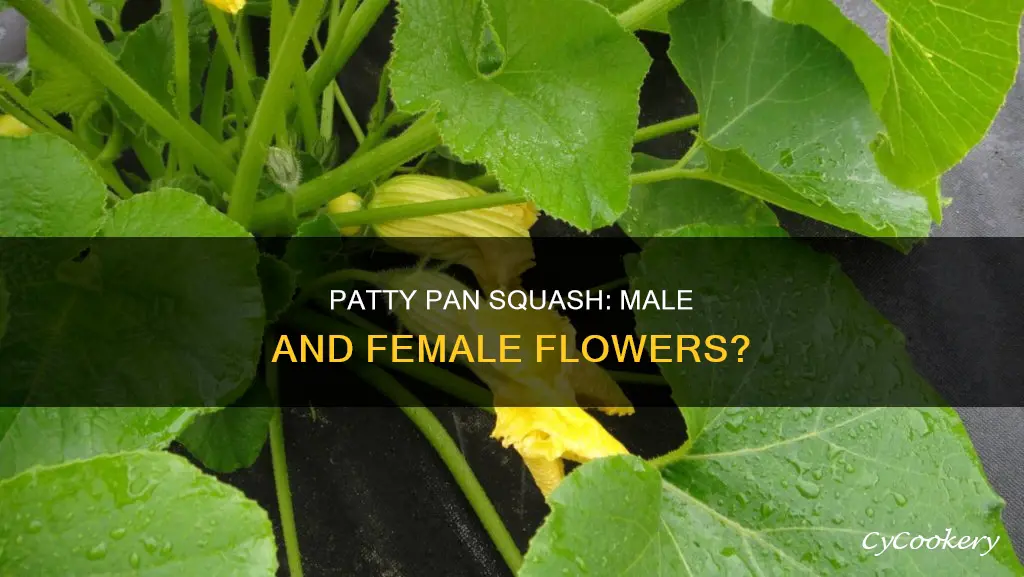 do patty pan squash have male and female flowers
