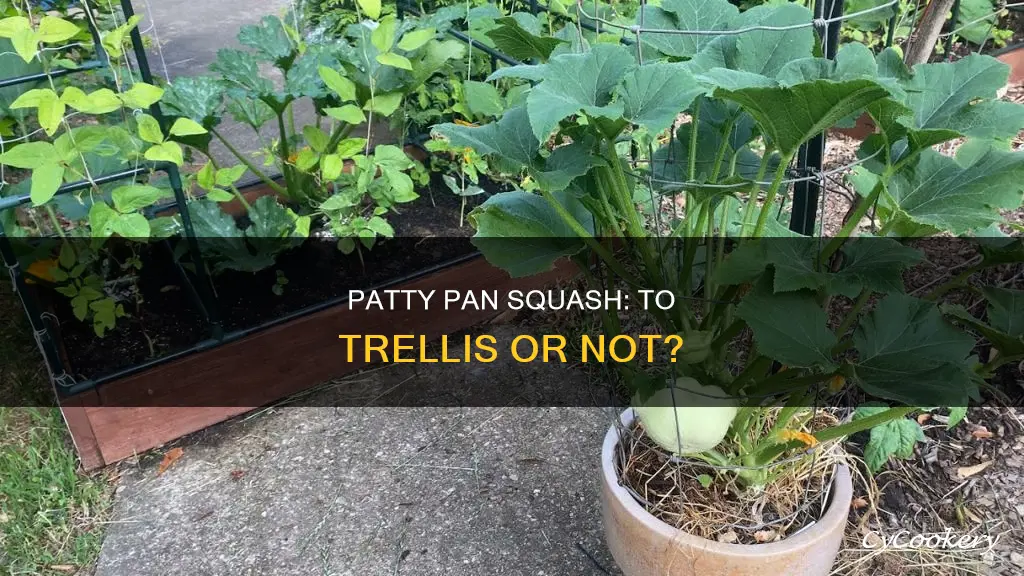 do patty pan squash need a trellis