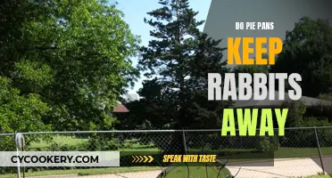 Pie Pans: Rabbit Repellent or Myth?