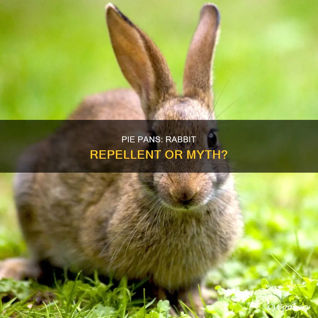 do pie pans keep rabbits away