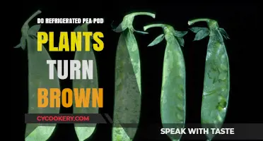 Why Refrigerated Pea Pod Plants Turn Brown: Causes and Solutions