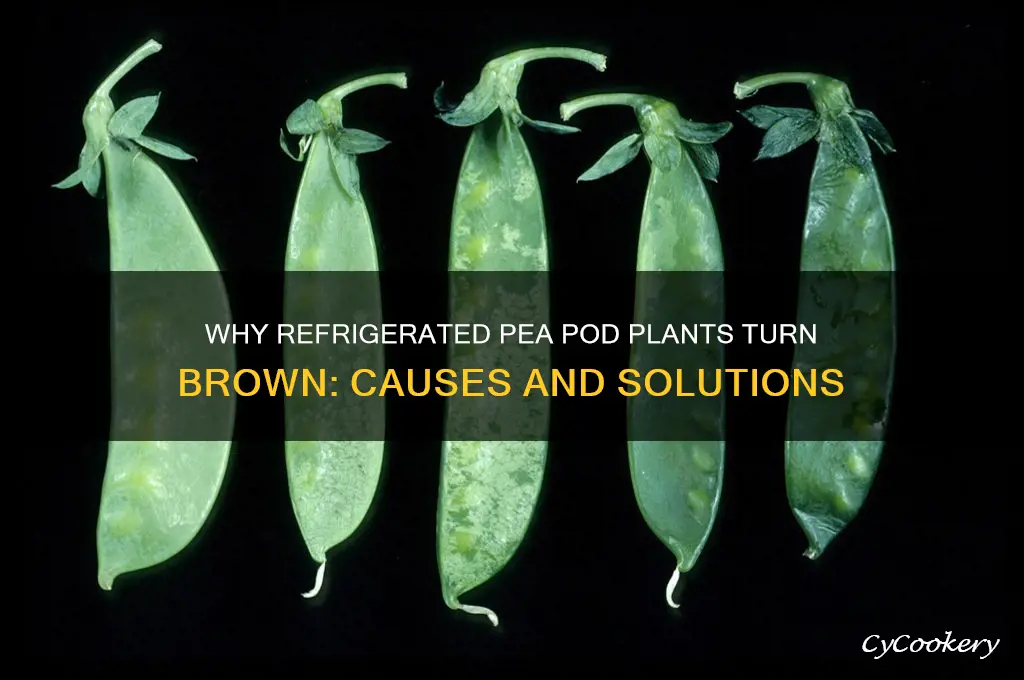 do refrigerated pea pod plants turn brown