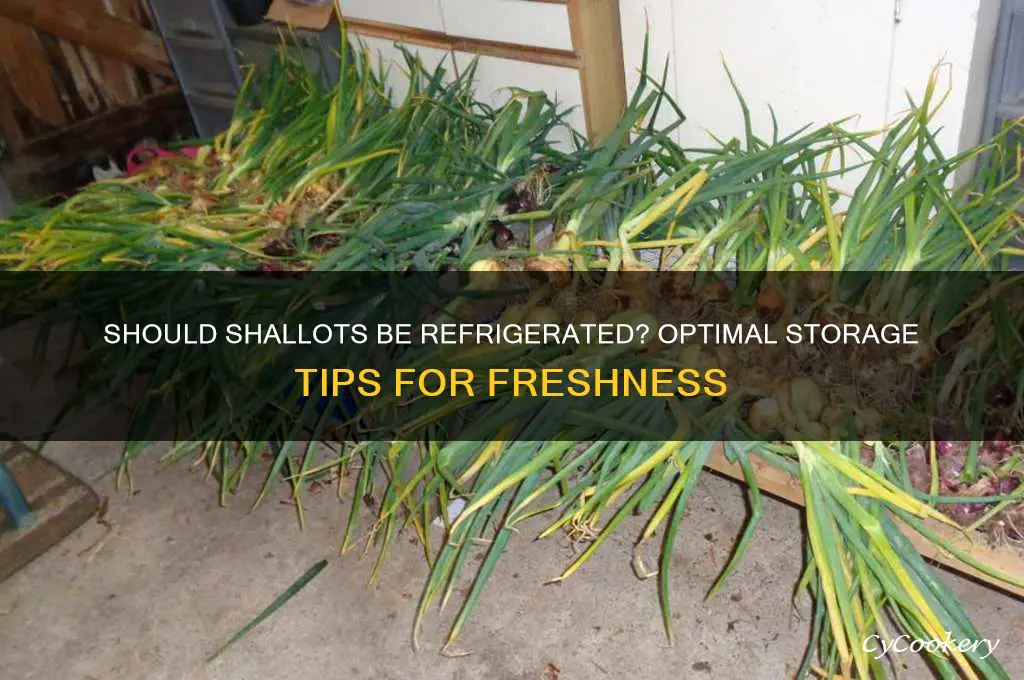 do shallots get stored in the refrigerator