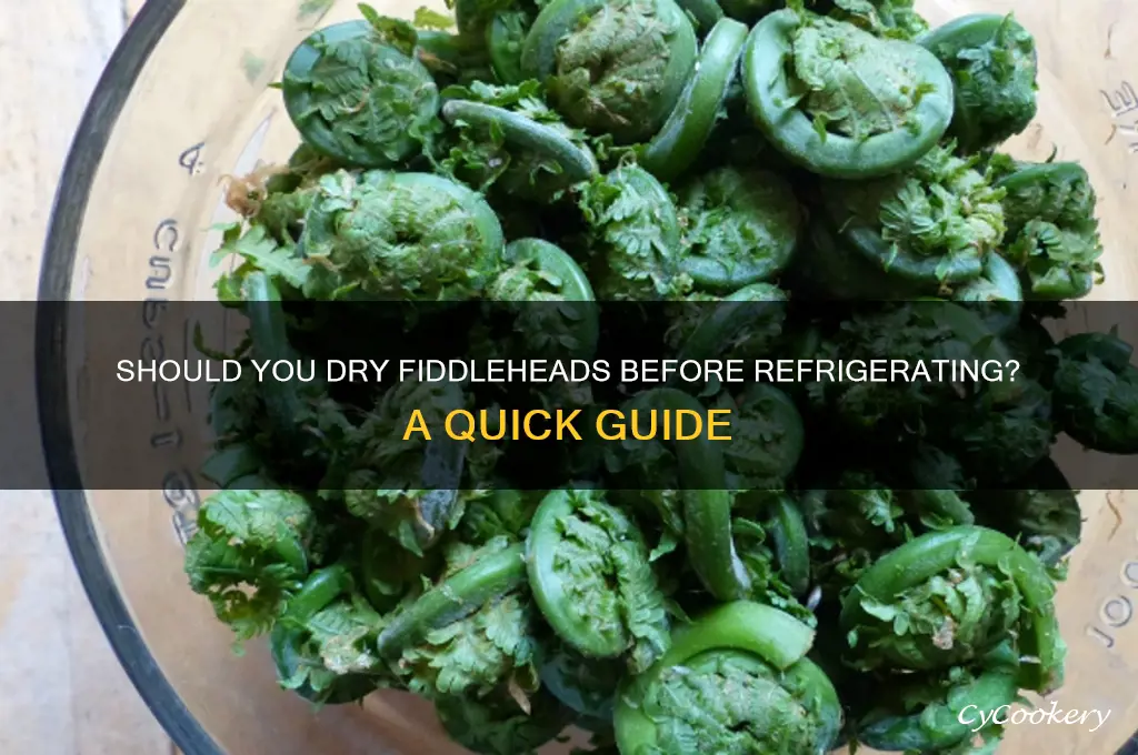 do you have to dry fiddleheads before refrigerating