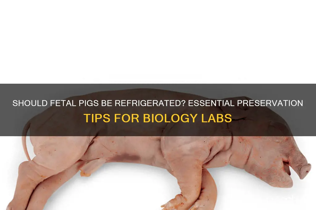 do you have to refrigerate a fetal pig