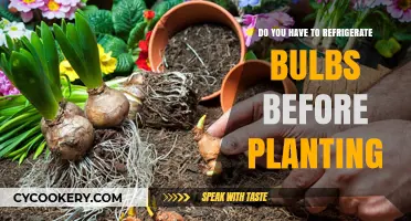 Should You Refrigerate Bulbs Before Planting? A Gardening Guide