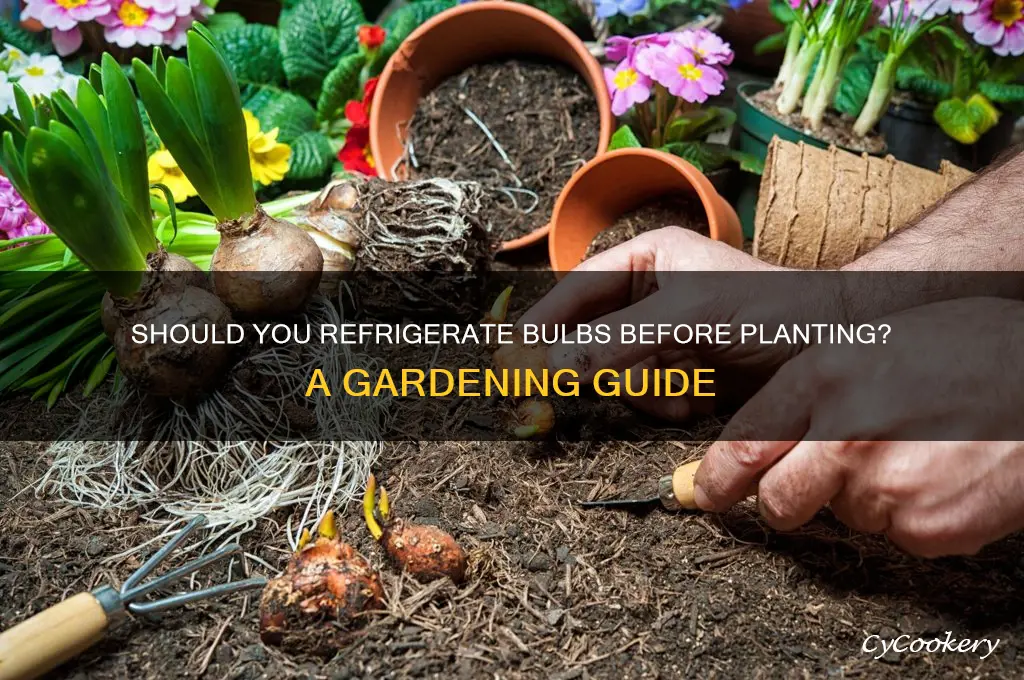 do you have to refrigerate bulbs before planting