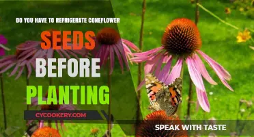 Should You Refrigerate Coneflower Seeds Before Planting? A Guide