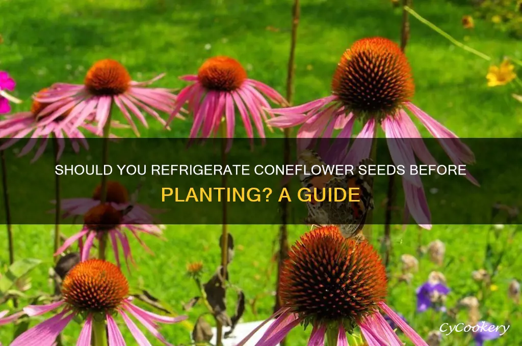 do you have to refrigerate coneflower seeds before planting