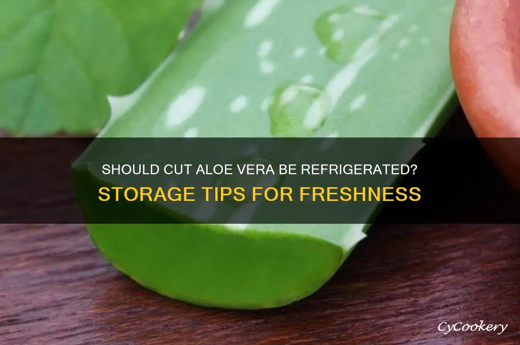 do you have to refrigerate cut aloe vera