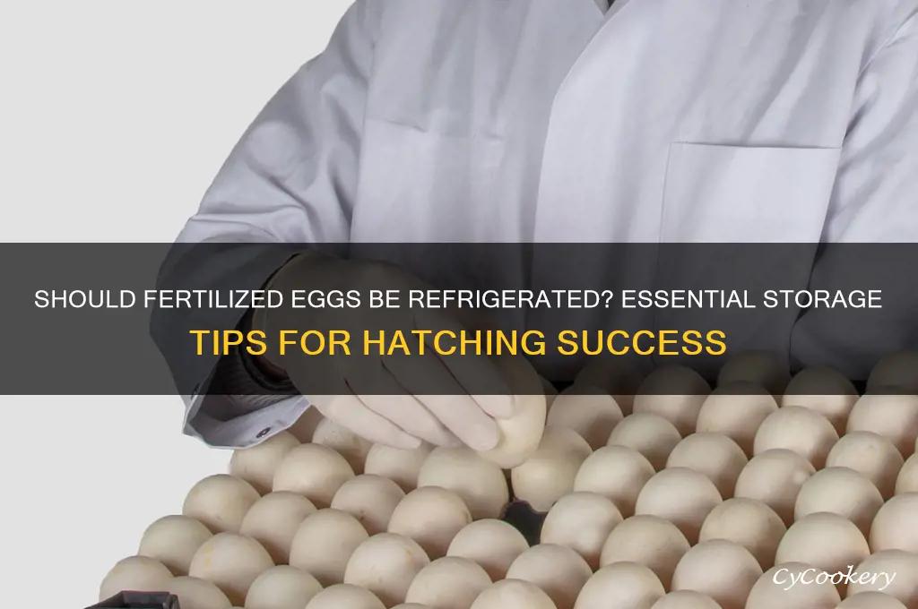 do you have to refrigerate fertilized eggs