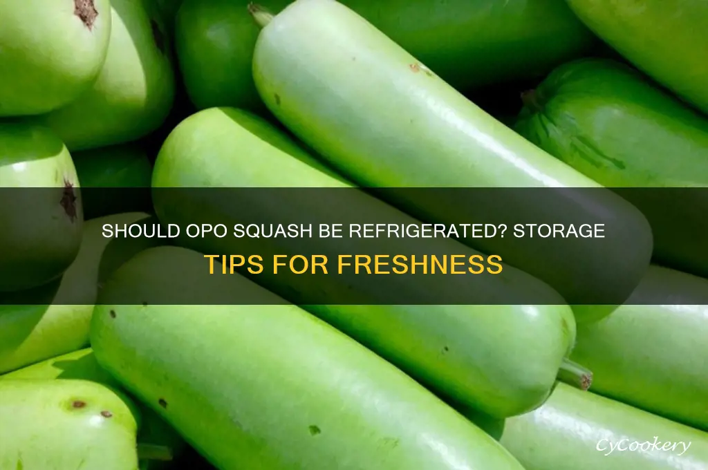 do you have to refrigerate opo squash