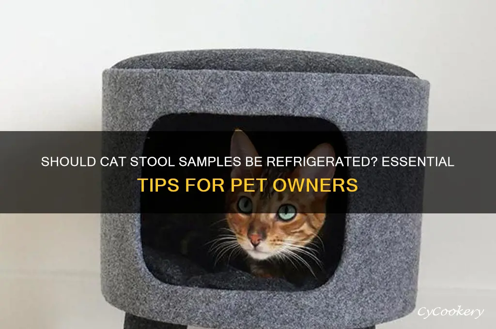 do you have to refrigerate stool samples for cats