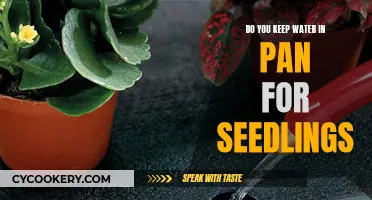 Watering Seedlings: Keep the Pan Full or Empty?