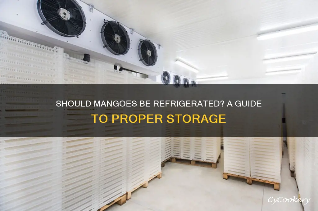 do you put mangoes in the refrigerator