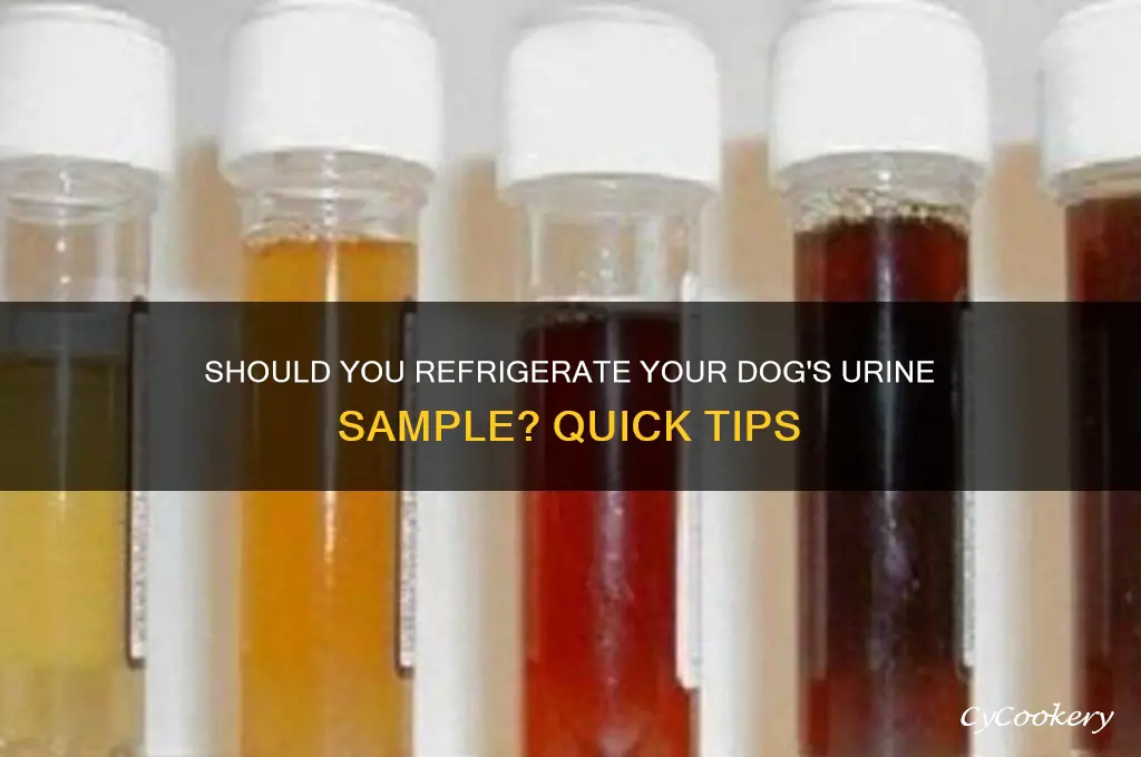 do you refrigerate a dog