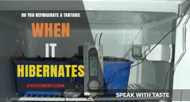 Should You Refrigerate a Tortoise During Hibernation? Expert Tips