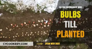 Should You Refrigerate New Bulbs Before Planting? Expert Tips