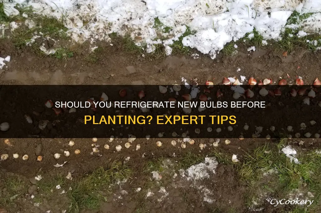 do you refrigerate new bulbs till planted