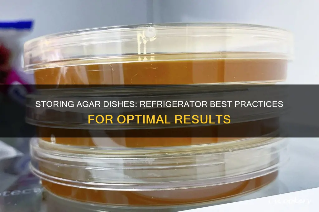 do you store agar dishes in refrigerator