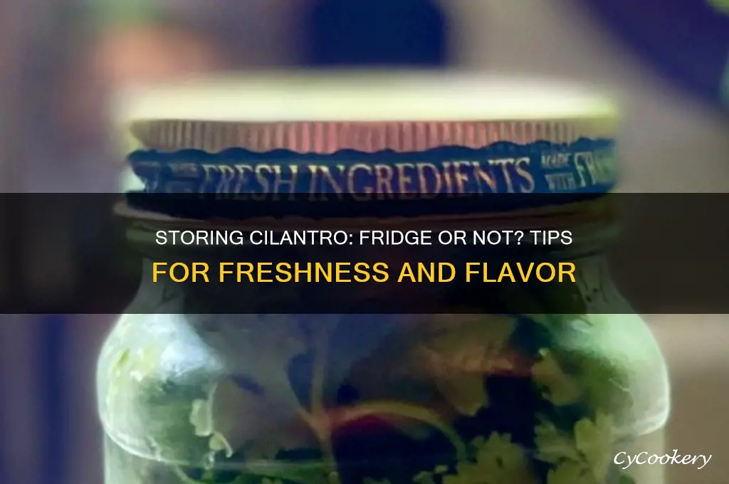 do you store cilantro in the refrigerator
