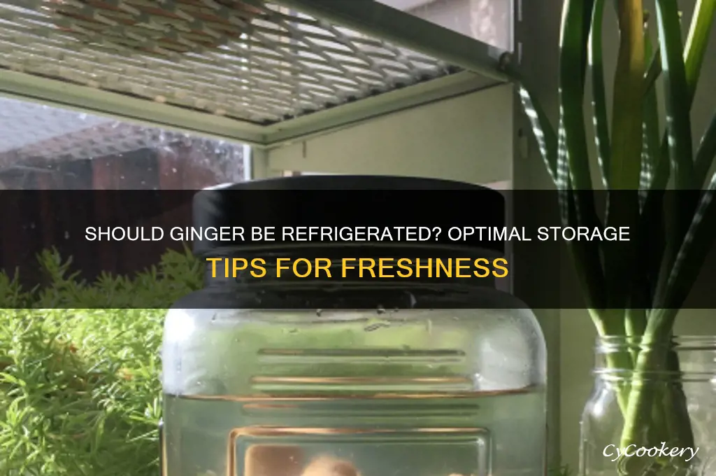 do you store ginger in the refrigerator