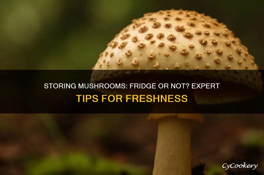 do you store mushrooms in the refrigerator