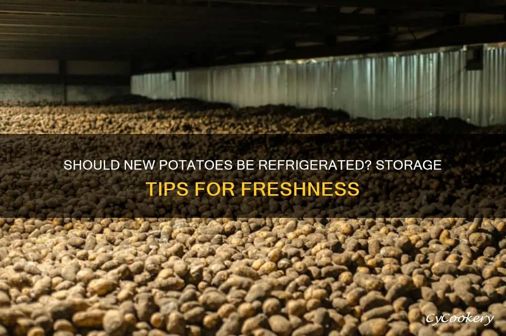 do you store new potatoes in the refrigerator