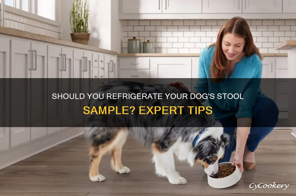 does a dog stool sample have to be refrigerated