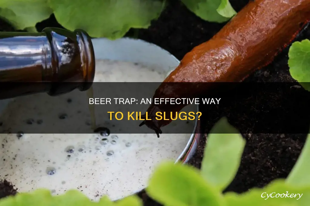 does a low pan with beer kill slugs