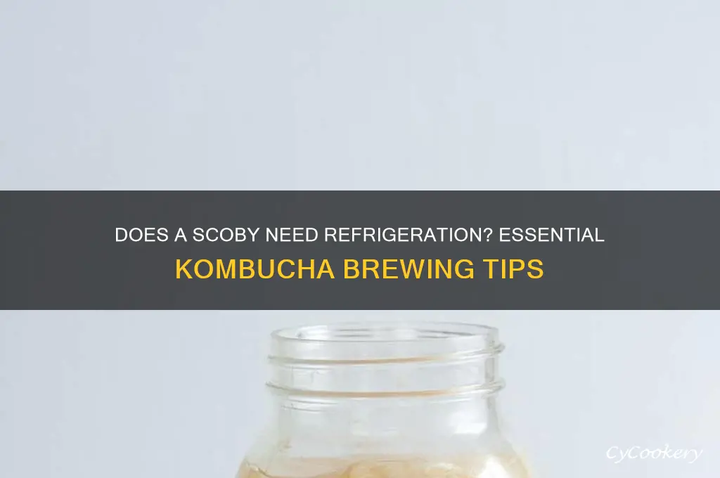 does a scoby have to be refrigerated